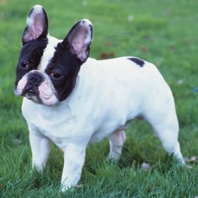 french-bulldog