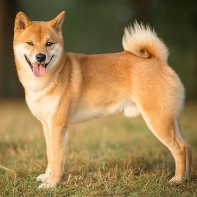 shiba-inu