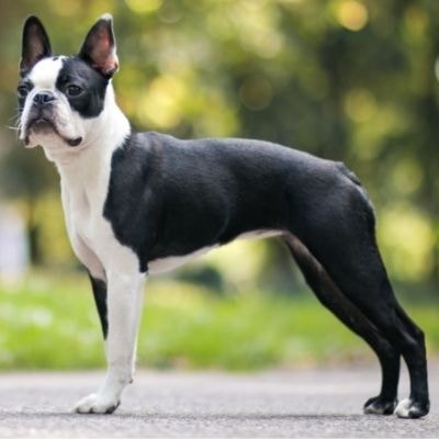 boston-terrier