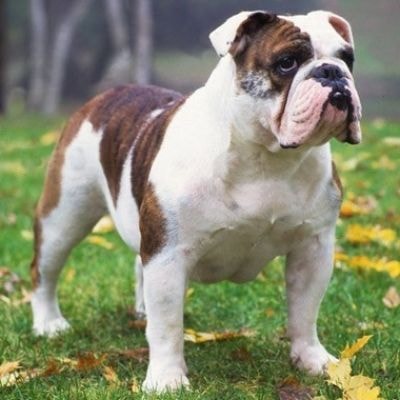 bulldog