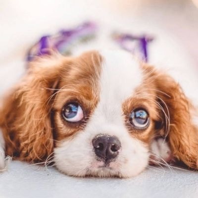 cavalier-king-charles-spaniel