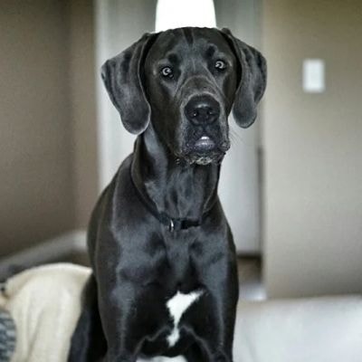 great-dane