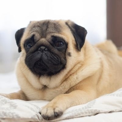 pug