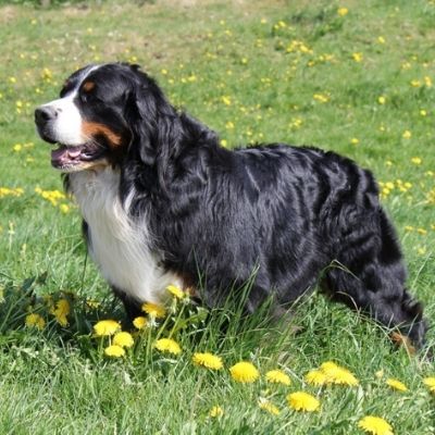 bernese-mountain-dog