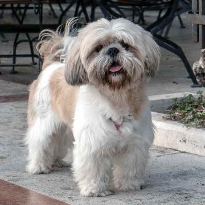 shih-tzu