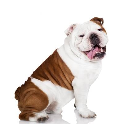 English Bulldog