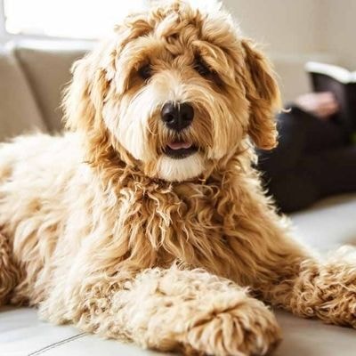 labradoodles