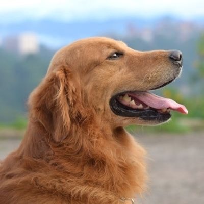 golden-retrievers