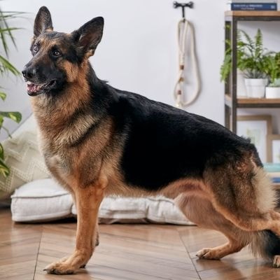 german-shepherds