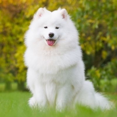samoyeds