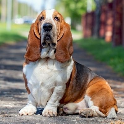 basset-hounds
