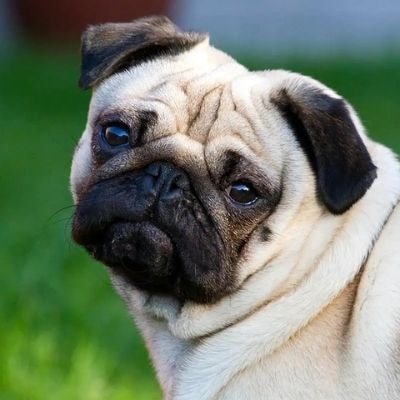 pugs