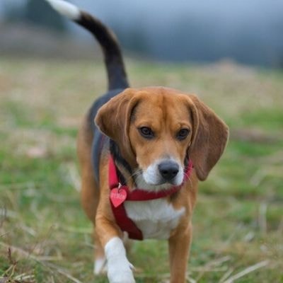 beagles