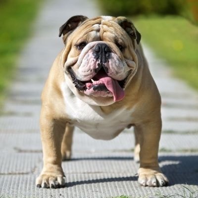 bulldogs