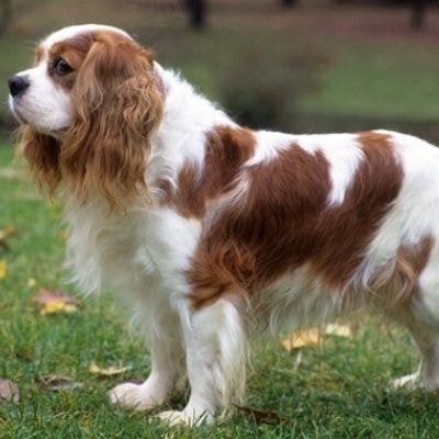 cavalier-king-charles-spaniels
