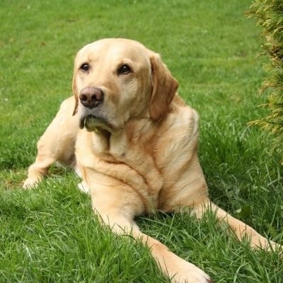 labrador-retriever