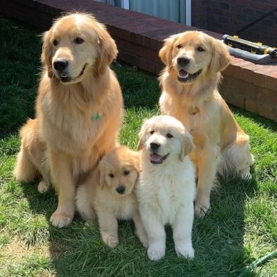 golden-retrievers