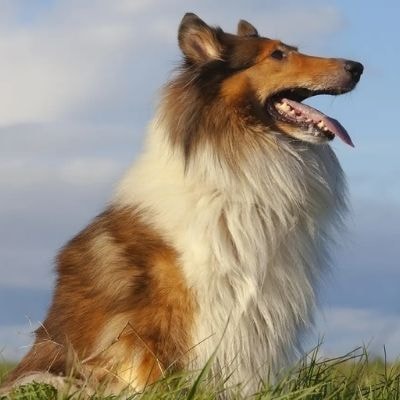 collies