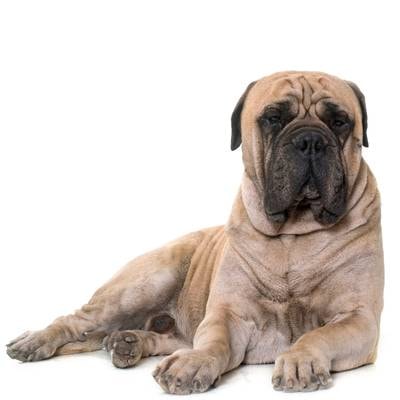 Bull Mastiff
