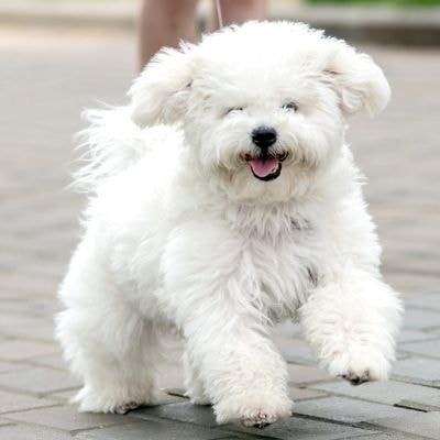 bichon-frise