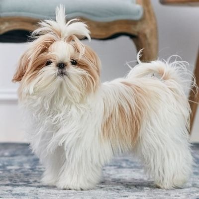 shih-tzu