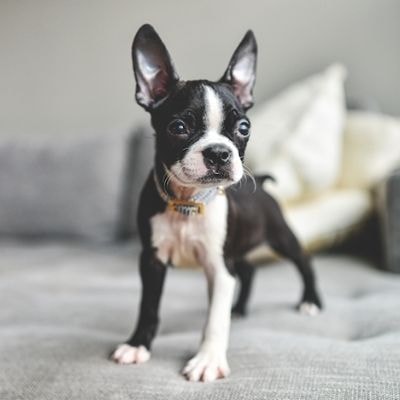 boston-terrier