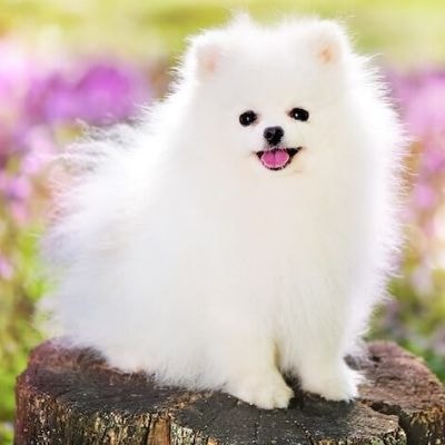 pomeranian