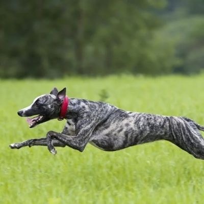 greyhound
