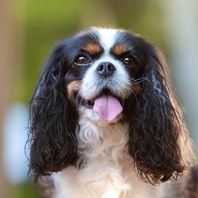 cavalier-king-charles-spaniel