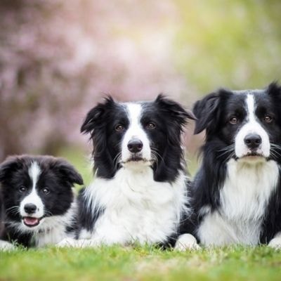 collies