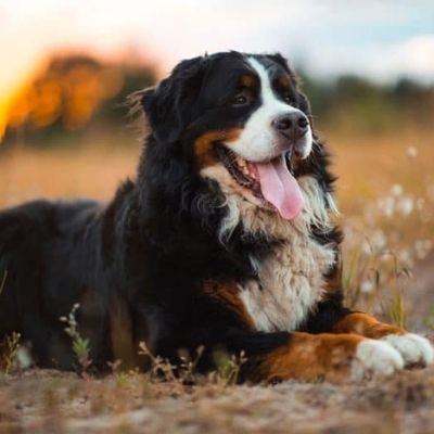 bernese-mountain-dogs
