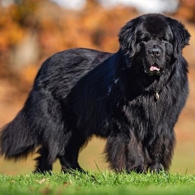 newfoundlands