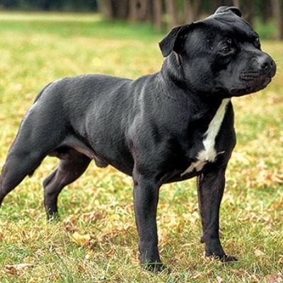 staffordshire-bull-terrier