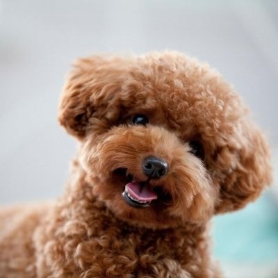 poodles