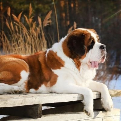 saint-bernards
