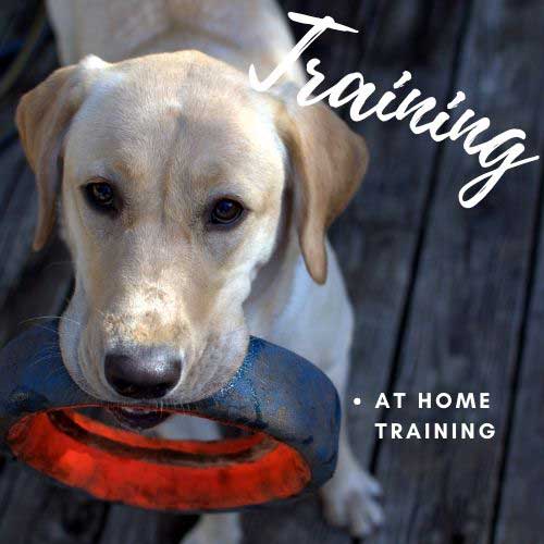 yellow-lab-holding-toy-in-mouth